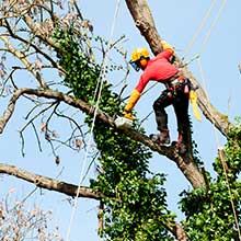 Tree Service 